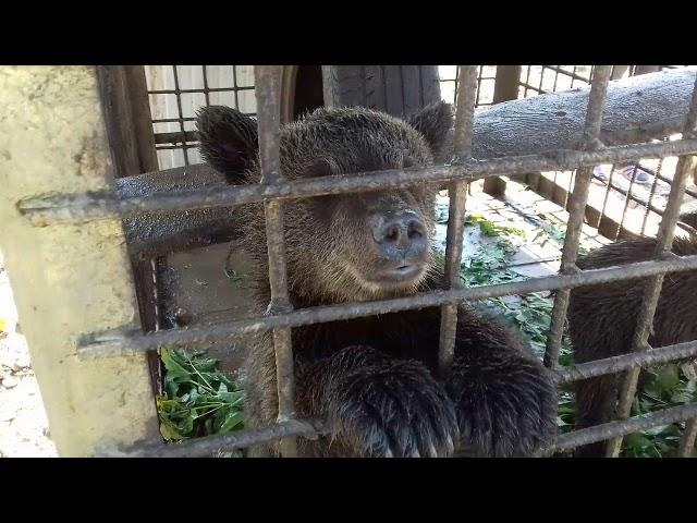 В лесу нашли три медвежонка _ Тайшет  _ Подпишитесь и поставьте лайк