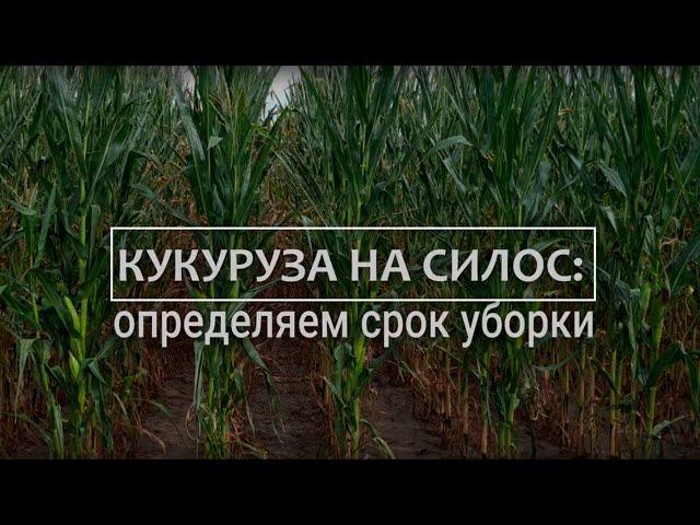 Кукуруза на силос - определяем срок уборки