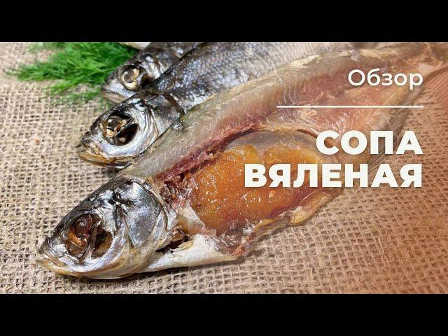 ВЯЛЕНАЯ СОПА (СИНЕЦ)