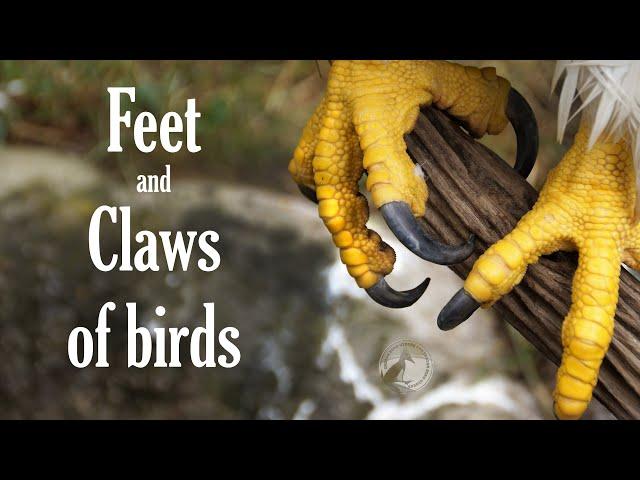 Feet and claws of birds - Different types and adaptations - Interesting facts