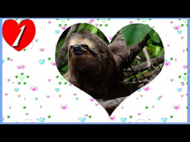 Children's Hypnotic Bedtime Story Sleep Hypnosis Guided Meditation for Kids Lovable Sloth Part 1