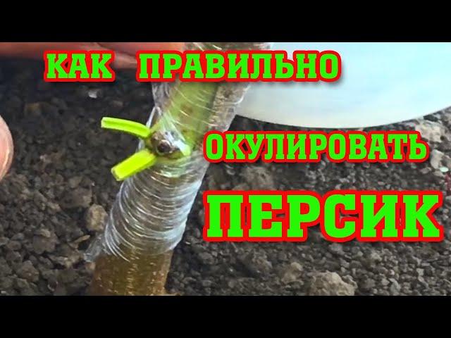 Как правильно окулировать Персик ! / how to ocularize a peach