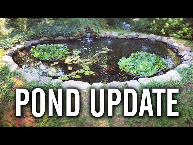 Koi Pond Update (Plus Bonus Ponds)