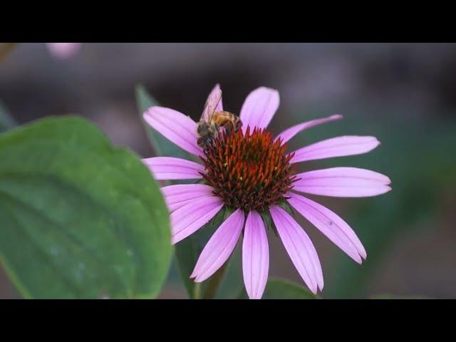 Biene sammelt Nektar Roter Scheinsonnenhut 'Magnus'  (Echinacea purpurea 'Magnus')