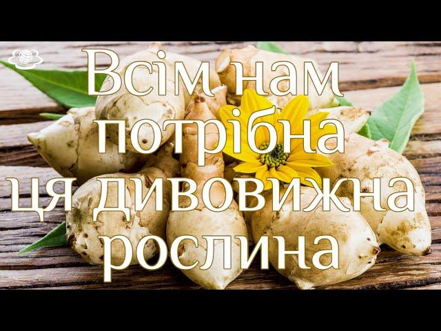 Всім нам потрібна ця дивовижна рослина. Мода на коренеплоди