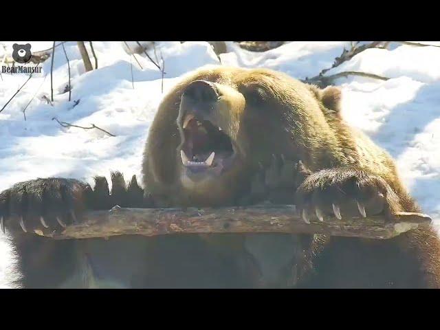 Если меня спросят что я делаю целый день/Bear Mansur