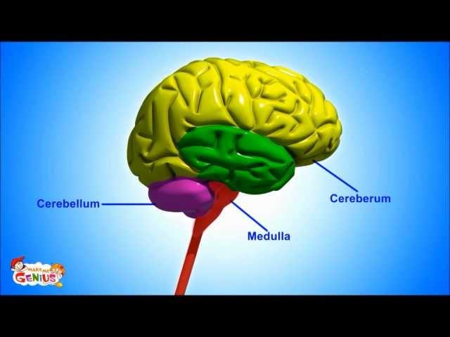 Brain Parts & Functions  video for Kids from www.makemegenius.com