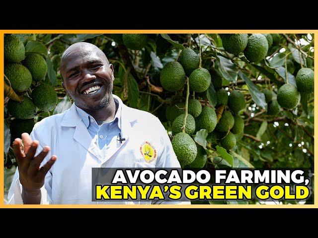 Avocado Farming Techniques: The Secrets Behind Kenya's Green Gold