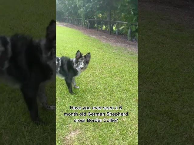 Have You Ever Seen German Shepherd Border Collie Mix?
