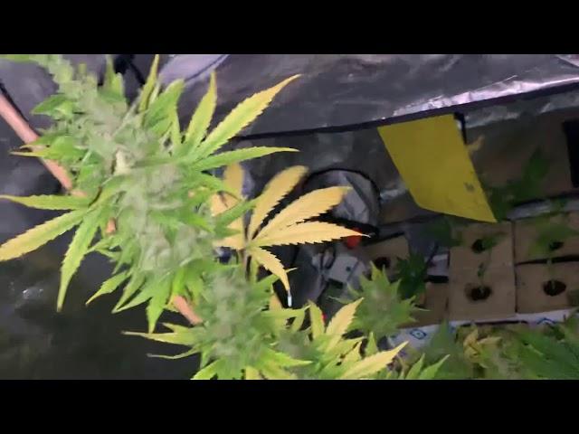 Auto Flowers  2019