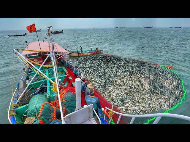 Amazing Billion's Of Sardine Fish Caught In Purse Seine Fishing Method | EP:01