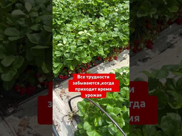 Наш урожай клубники #клубника #огород #урожай #сад #дача   #высокиегрядки