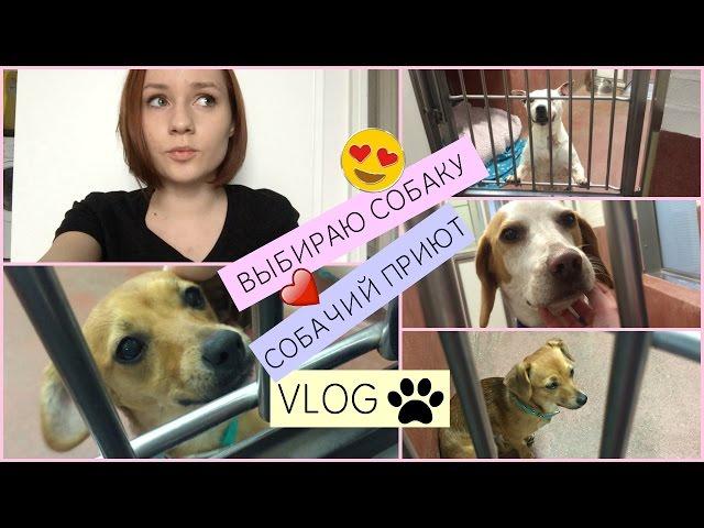 VLOG #11 / ВЫБИРАЮ СОБАКУ/СОБАЧИЙ ПРИЮТ