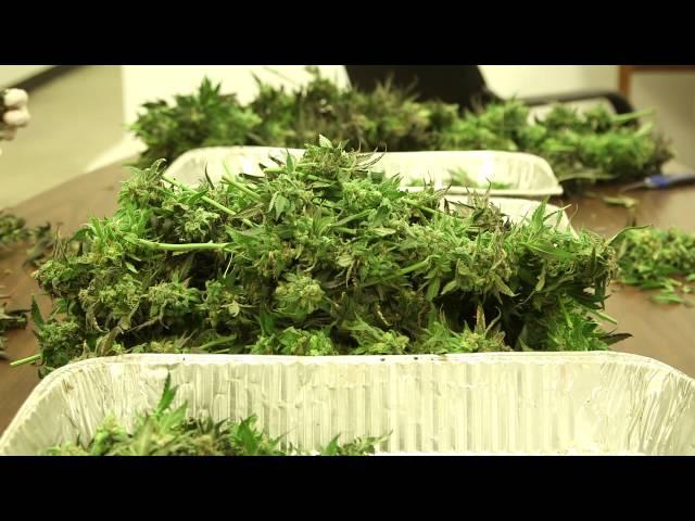 Colorado's Farm-to-Table Marijuana