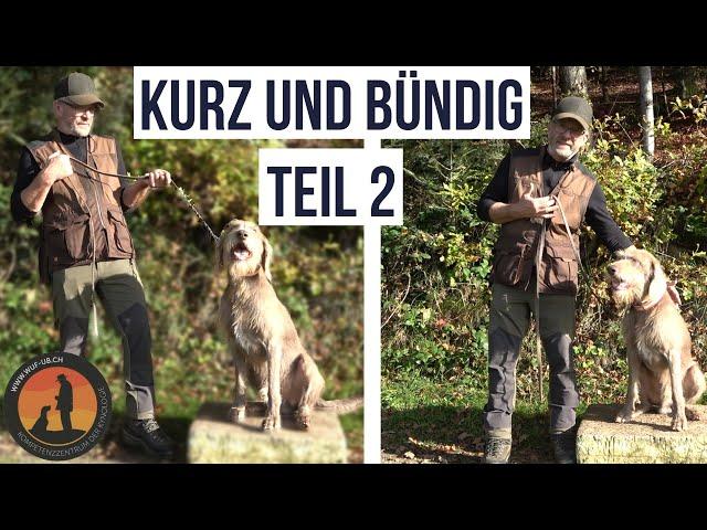 Angespannte Leine lässt Aggressionen entstehen | Hundeschule U.B.