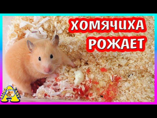 Роды Хомяка  Фанни / Спасение хомячонка / Алиса Изи Петс / Alisa Easy Pets