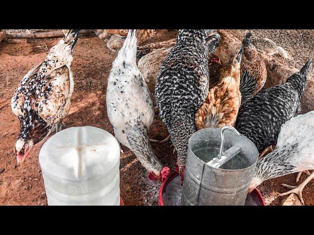 SEGREDO para sua GALINHA começar a botar ovos TODOS OS DIAS! | AGROCRIACAO