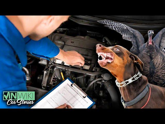 Animal Stories From A Pro Car Inspector