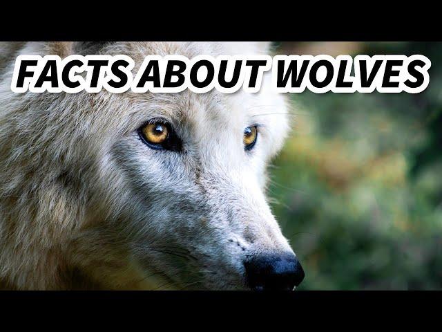 Grey Wolf Facts: also GRAY WOLF facts  Animal Fact Files