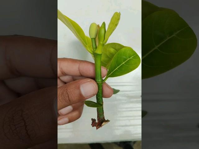 Unlocking the Secrets of Grafting Jackfruit Trees #jackfruitgrafted #graftingjackfruit #grafted