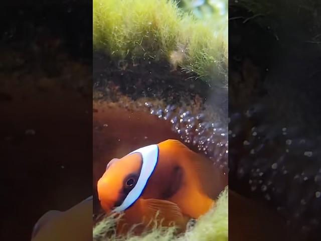 Why do clownfish behave the way they do? #healing #animals #amazing #shortvideo  #clownfish #funny