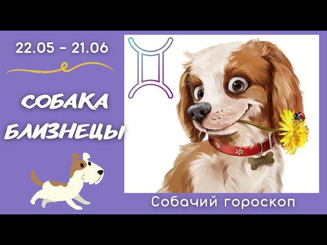 🪐 СОБАЧИЙ ГОРОСКОП: Собака - близнецы (юмор)