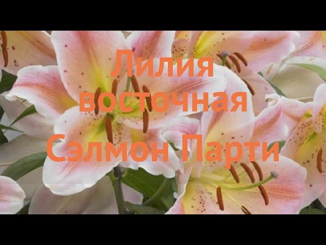 Лилия восточная Сэлмон Парти (salmon party)  обзор: как сажать, луковицы лилии Сэлмон Парти