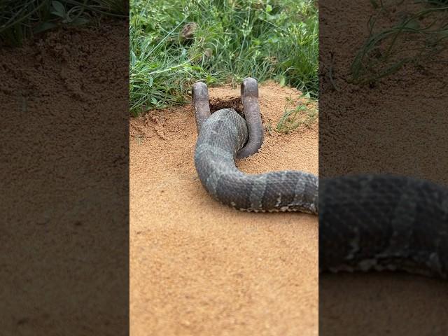 DIY Snake Trap using Piece of steel #creativesnaketrap #buildsnaketrap #shortsvideo #snaketrap