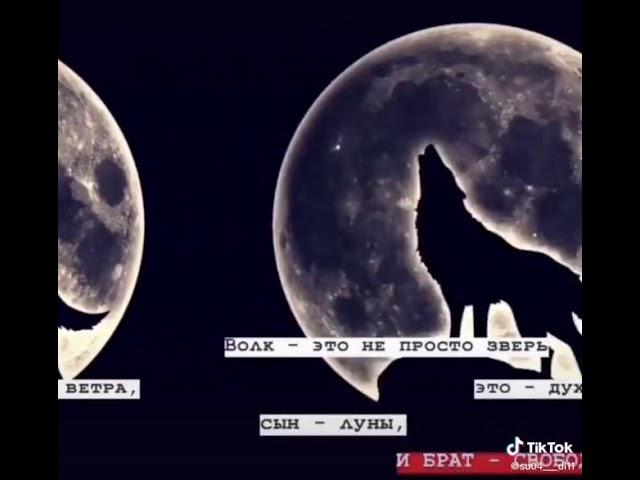 Волк-это не простозверь
