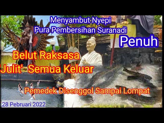 Melukat Ditemani Ikan Julit Besar Di Pembersihan Suranadi.