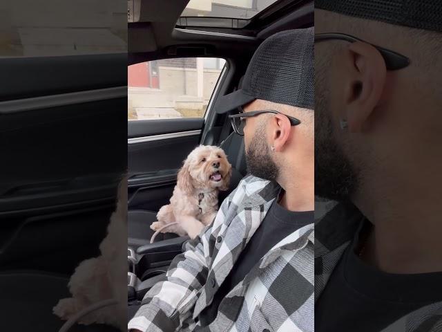 Mini Cockapoo tells her dad she’s his soul dog  #minicockapoo #puppylove #dogs