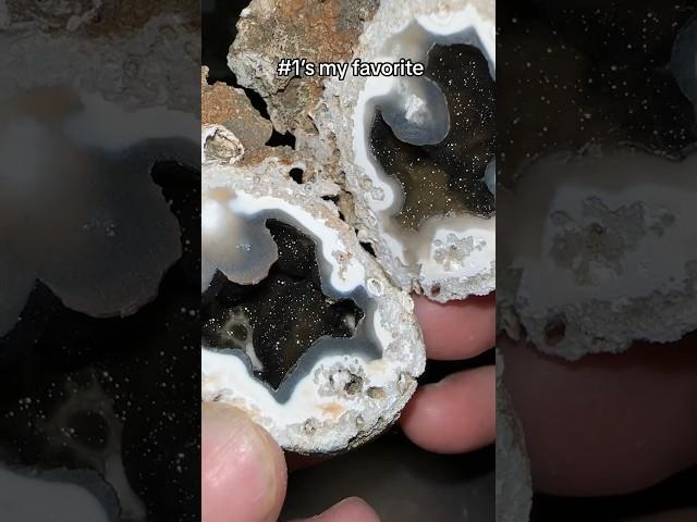 Which Agatized Coral Geode is your favorite? 🪸 #crystals #geodes #geology