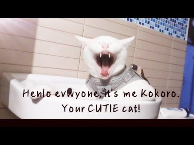 Kokoro's Daily Life Story(Bestie's Bonding & More Sleeping) Life of a Cat