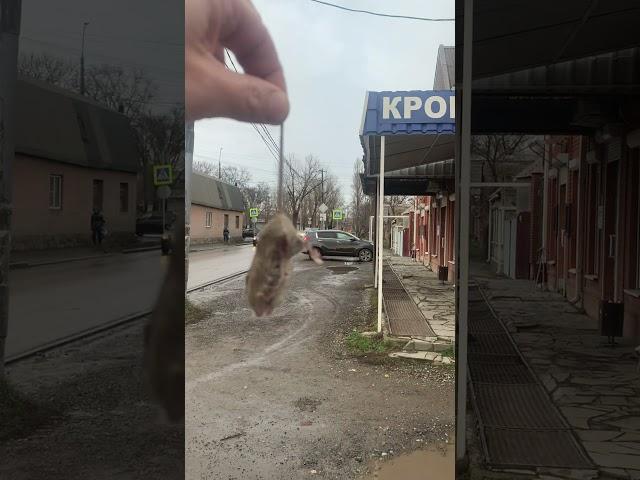 не ШОК-КОНТЕНТ. Это ВИДЕО ТikТok ЗАБЛОКИРОВАЛ за ЖЕСТОКОЕ ОБРАЩЕНИЕ с ЖИВОТНЫМИ