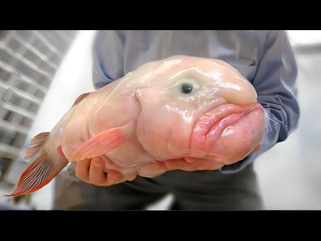 Blobfish  Are They The UGLIEST Animals? | 1 Minute Animals