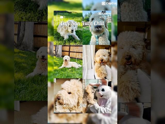 Buddy’s relaxing #dogball #dog #cuteanimal #dogbreed #buddy #goldendoodle #fuzzball