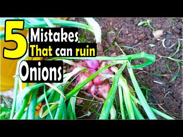 5 common mistakes to avoid when growing onions