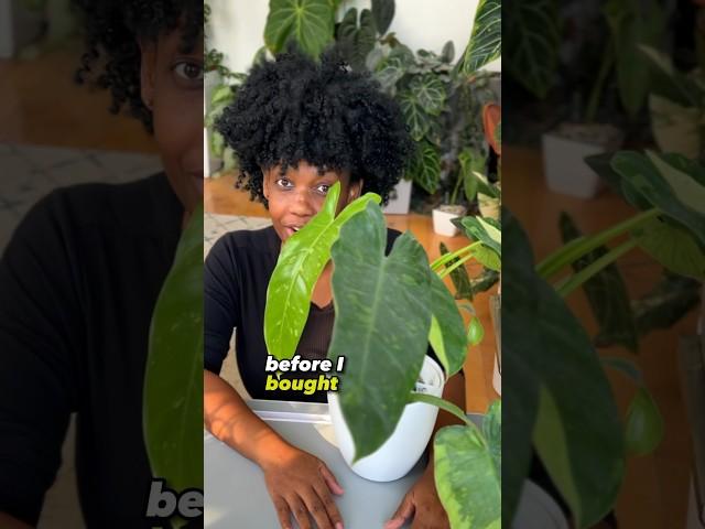 I wish I knew about these variegated plants before I got them - #plants #houseplants #plantlover