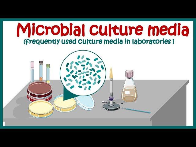 Bacterial culture media |classification and types of bacterial media | enriched & differential media