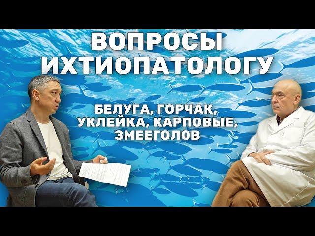 Всё-таки возможно ли выращивать Белугу на Карасе? Ихтиопатолог про выращивание рыб в прудах