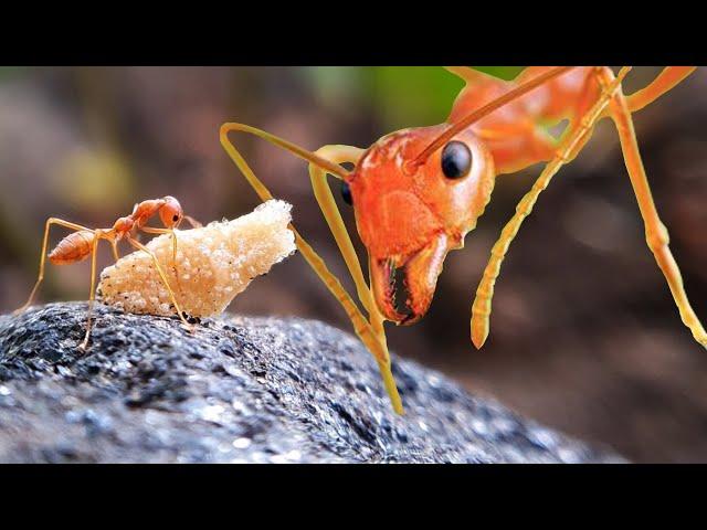 World From an Ant's Eye | Ants | Life of Ants