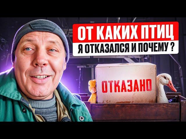 Мой птичий бизнес в Сибири: почему я завел этих пернатыхОт каких отказался и почему #МоеПодворье