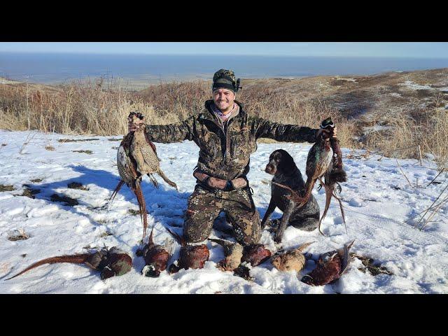 ТРУДОВАЯ ОХОТА НА ФАЗАНА! ОХОТА В ГОРАХ! Охота на фазан 2022. Pheasant hunting 2022 Охота с дратхаар