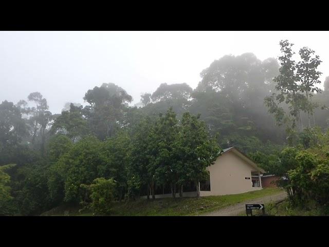 Gibbon concerto, Danum Valley Field Center, Sabah, Borneo, Malaysia, 11 Dec 2013 (3/3)
