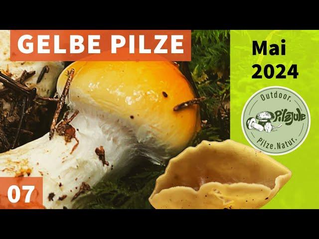 Tolle Pilzrunde | Ziegelgelbe Schleimköpfe, Pfifferlinge, Perlpilze | Pilzesammeln | Mai 2024 | EP07