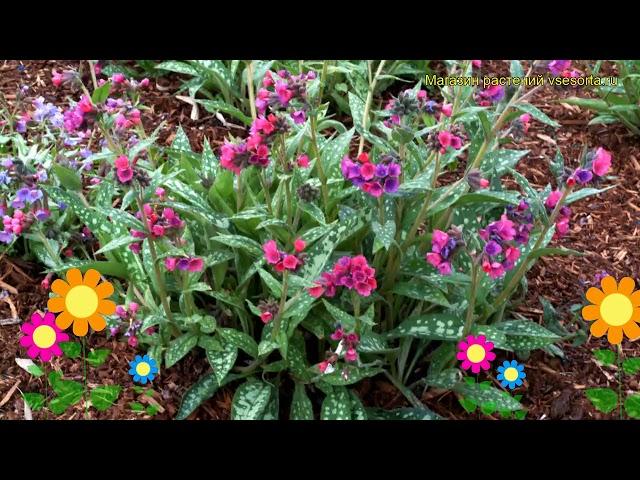 Медуница гибридная Распберри Сплэш. Краткий обзор, описание pulmonaria hybridum Raspberry Splash