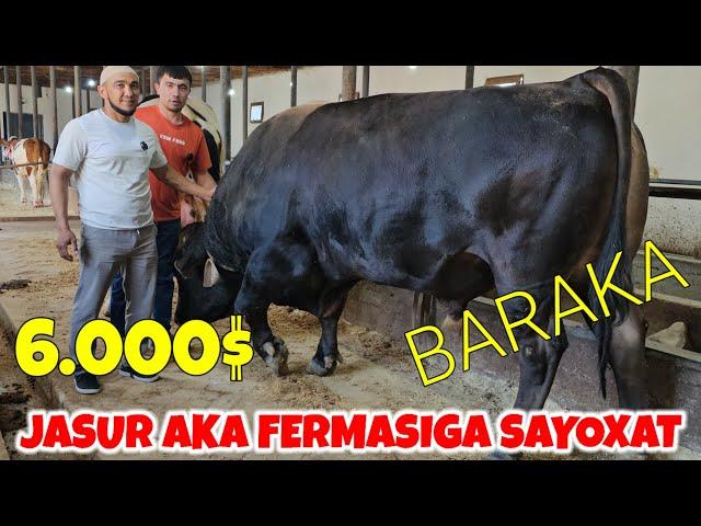 JASUR AKA SHVET BUQANI 6.000$ GA ️993700005BARAKA QILDI 1.550 KG TAROZGA CHIQDI DAXSHATKU.