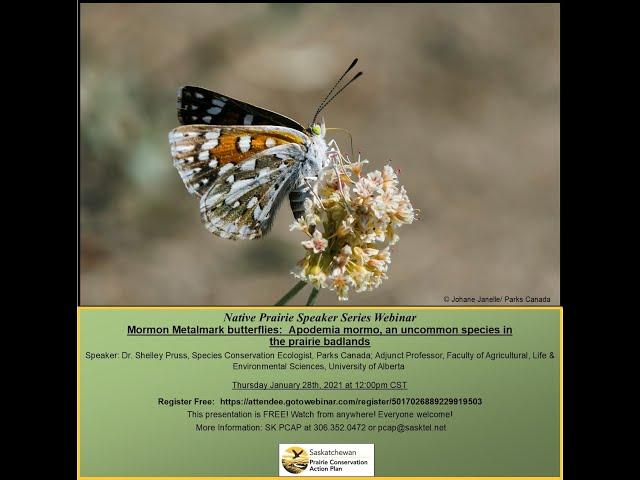 Mormon Metalmark butterflies:   Apodemia mormo, an uncommon species in the prairie badlands