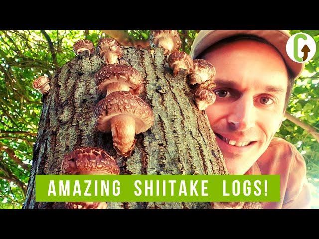 Growing Mushrooms on Logs I How to Grow Mushrooms I GroCycle