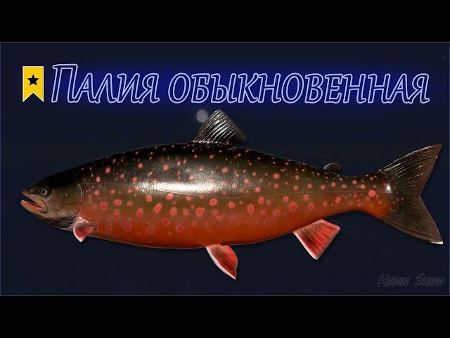 ПАЛИЯ ОБЫКНОВЕННАЯ - Трофей на озере Ладожское!   РР4